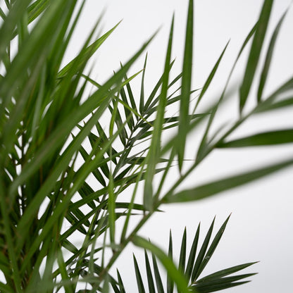  Palmier Dattier Des Canaries - Phoenix Canariensis - Hauteur 50-60cm - ⌀15cm