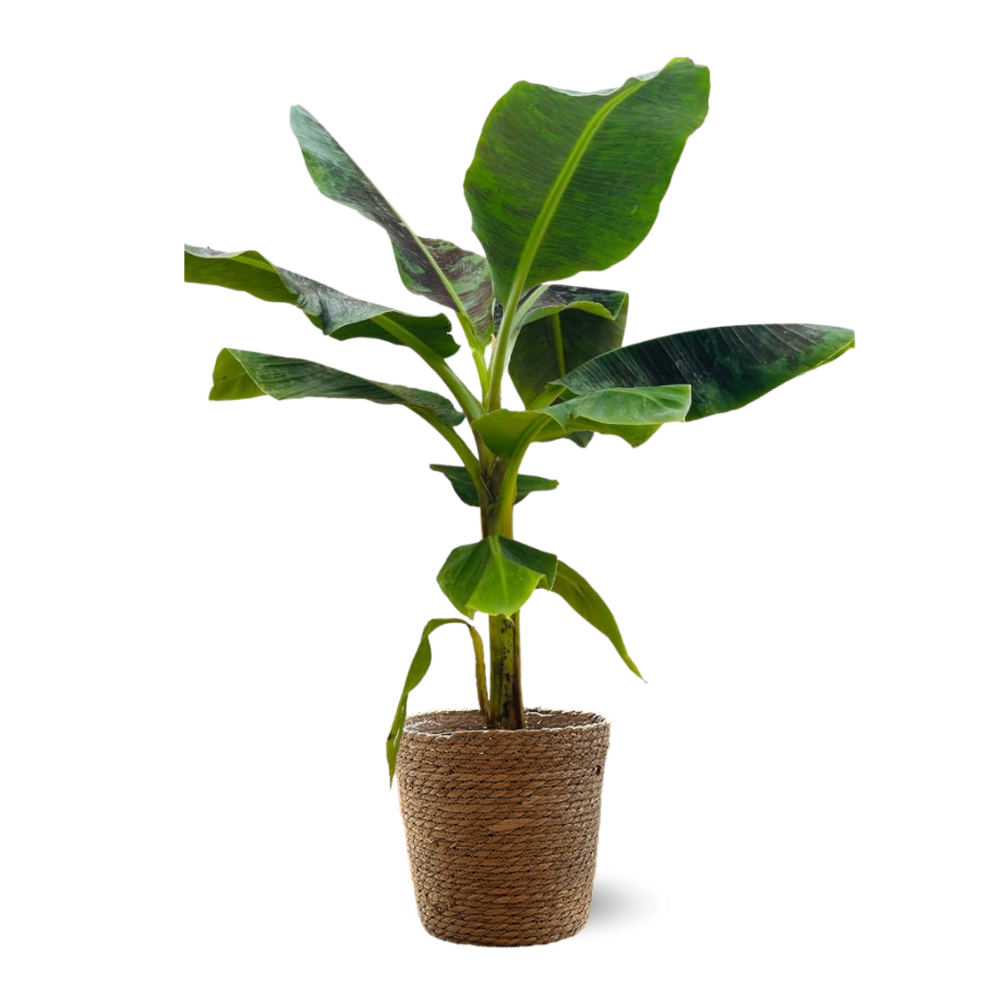  Bananier Musa Avec Panier En Jonc De Mer - Plante D'intérieur & Extérieur - ↕ 70-80 Cm - ⌀ 21 Cm - Purificateur D'ai
