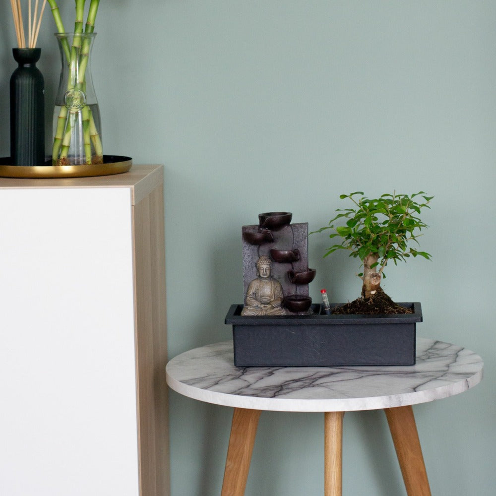  Bonsaï - Bonsai - Hauteur 25-35cm - ⌀29cm