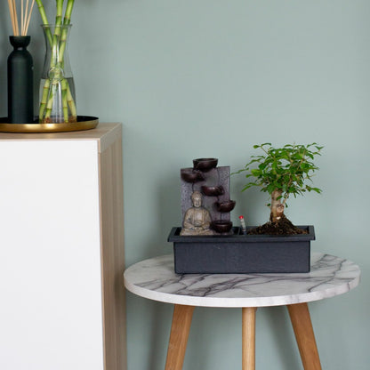  Bonsaï - Bonsai - Hauteur 25-35cm - ⌀29cm