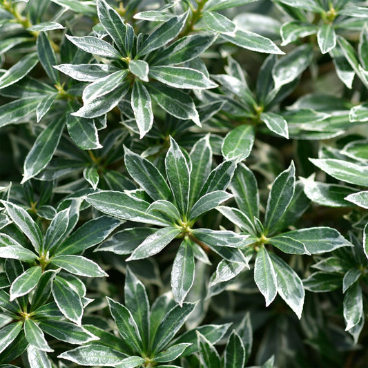  Andromède Du Japon Ralto Rose® - Pieris - Le Godet / ø 9cm