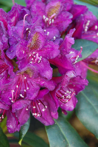  Rhododendron 'marcel Menard' - En Pot De 5 Litres