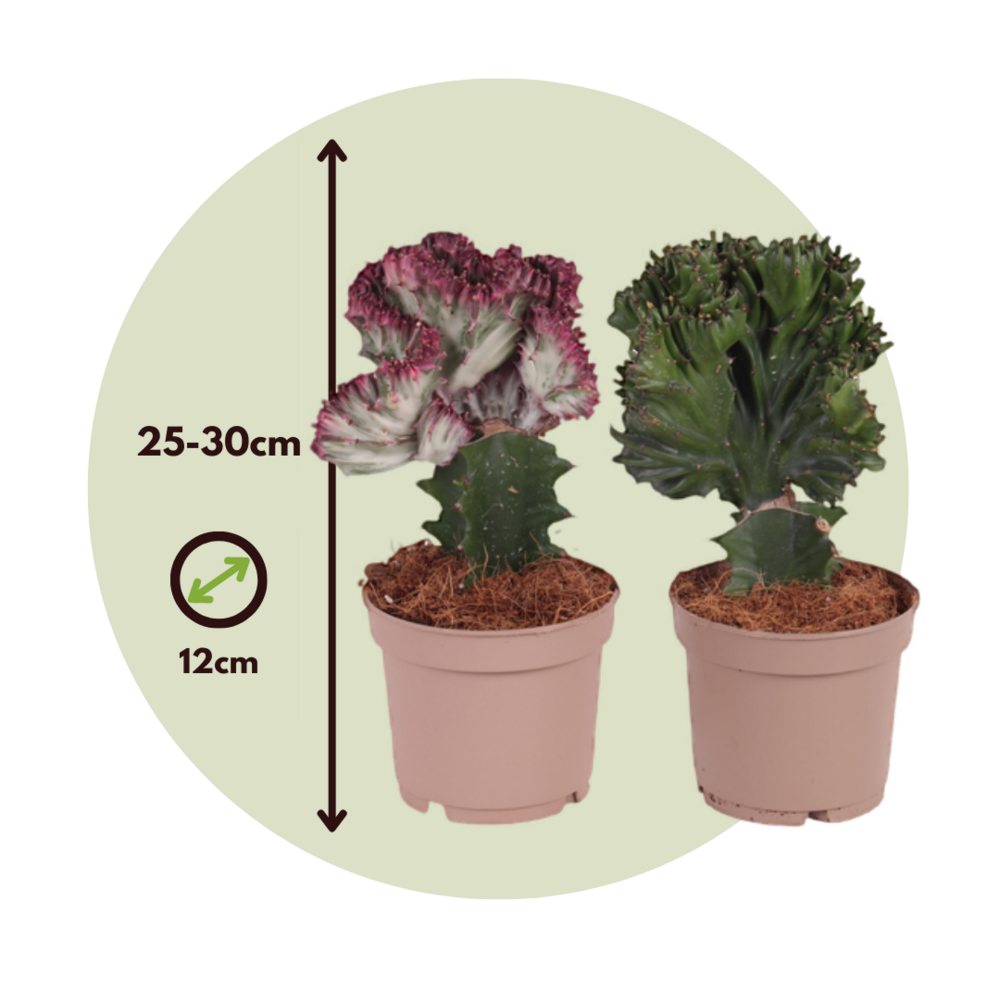  Mélange D'euphorbes - Set De 2 - Euphorbia 'lactea' - Hauteur 25-30cm - ⌀12cm