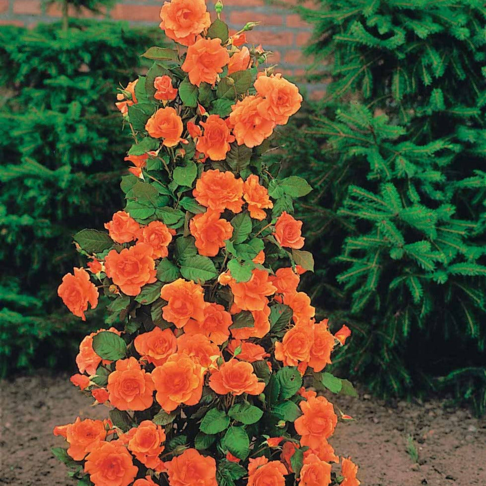  Rosier Arbuste Westerland - Le Pot / 4l / Hauteur Livrée 15-40cm
