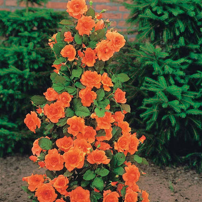  Rosier Arbuste Westerland - Le Pot / 4l / Hauteur Livrée 15-40cm