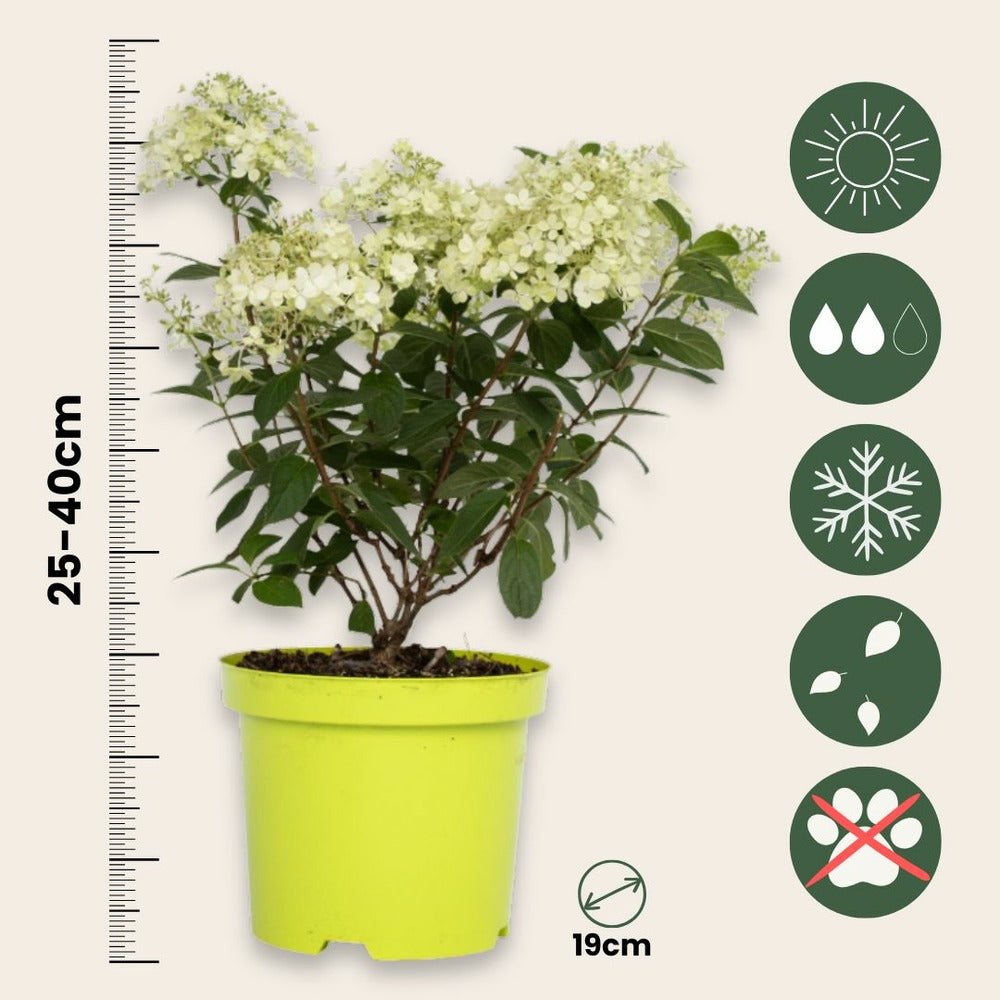  Hortensia - Hydrangea Paniculata 'bobo' - Hauteur 25-40cm - ⌀19cm
