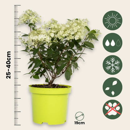  Hortensia - Hydrangea Paniculata 'bobo' - Hauteur 25-40cm - ⌀19cm