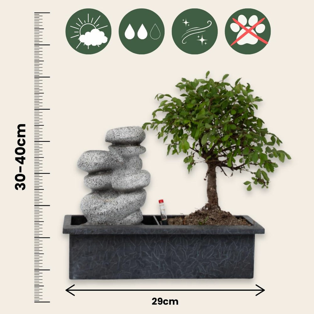  Bonsaï - Set De 2 - Bonsai - Hauteur 25-35cm - ⌀29cm