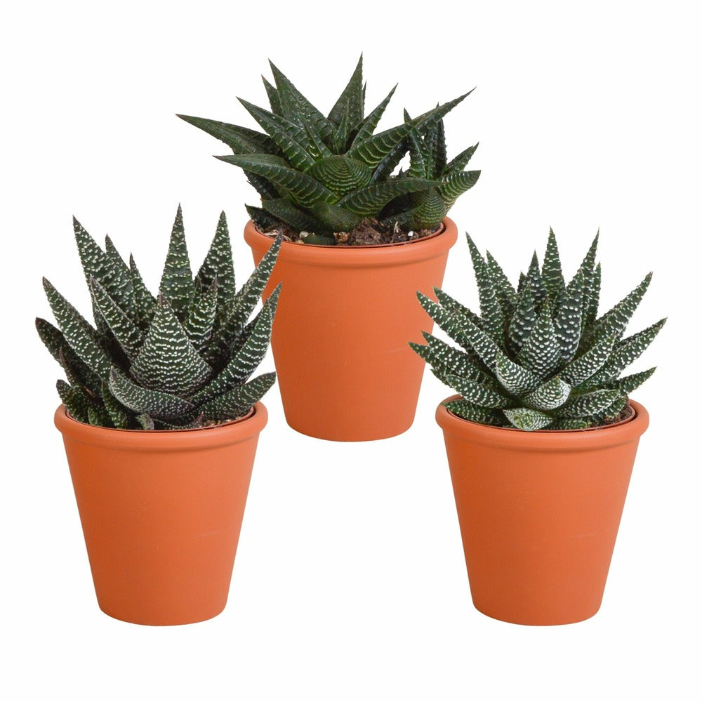  Coffret Gasteria, Haworthia Et Ses Caches-pots Terracotta - Lot De 3 Plantes, H18cm