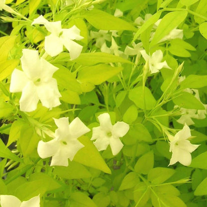  Jasmin Blanc Aureum/[-]pot De 3l - Echelle Bambou 60/120 Cm