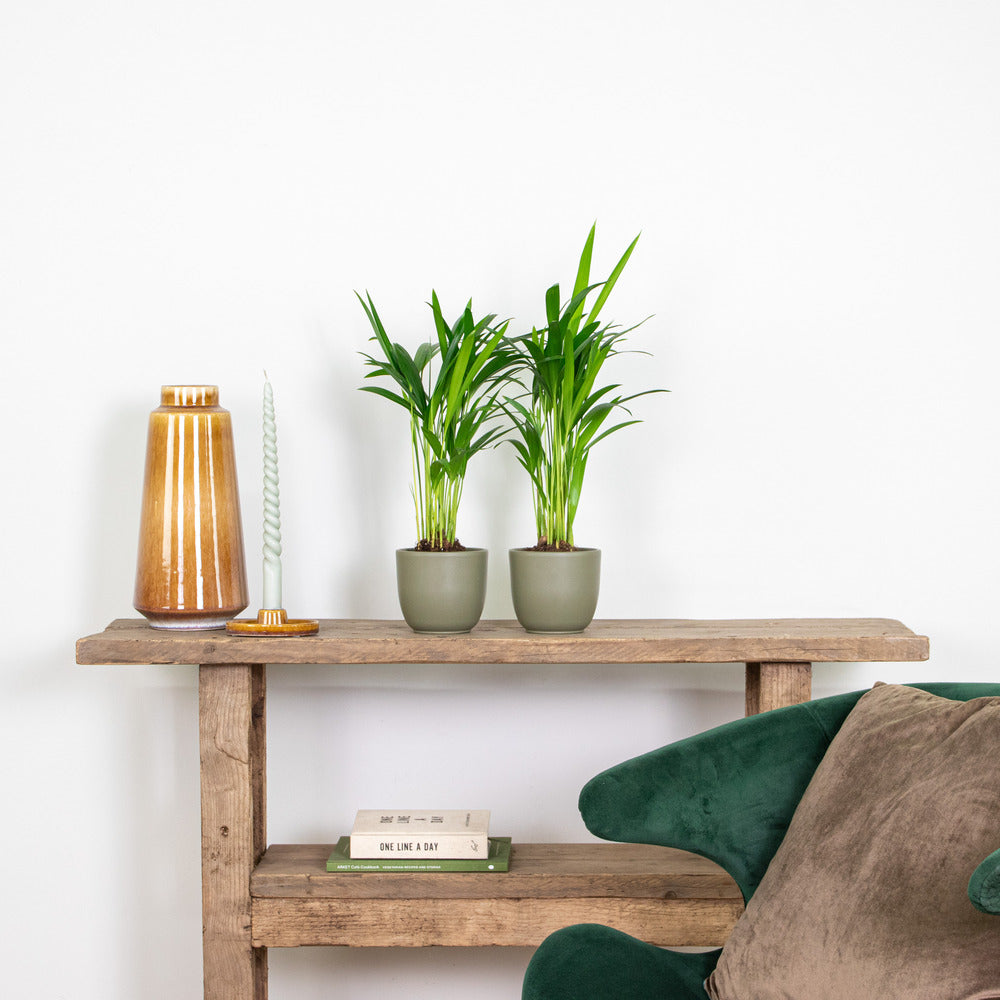  Lot De 2 - Dypsis Lutescens - Palmier Areca - Plantes D’intérieur - Hauteur 20-30 Cm - Pot 10,5 Cm
