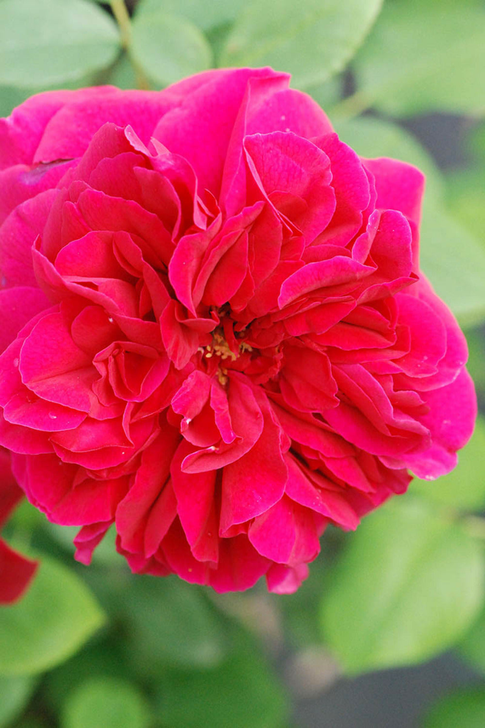  Rosier David Austin 'thomas Beckett' ? - En Pot De 5 Litres