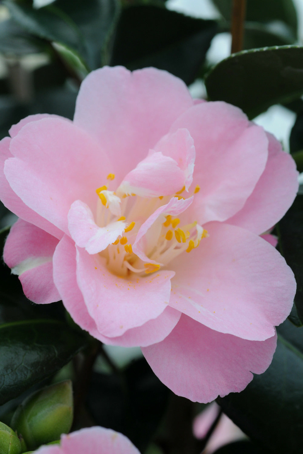  Camelia 'la Psalette' - En Pot De 1 Litre