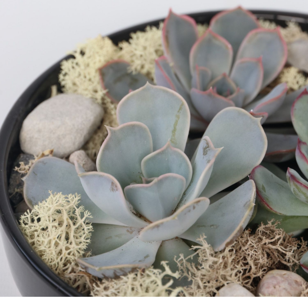  Mélange De Jardin Noir - Echeveria Lilacina - Hauteur 8cm