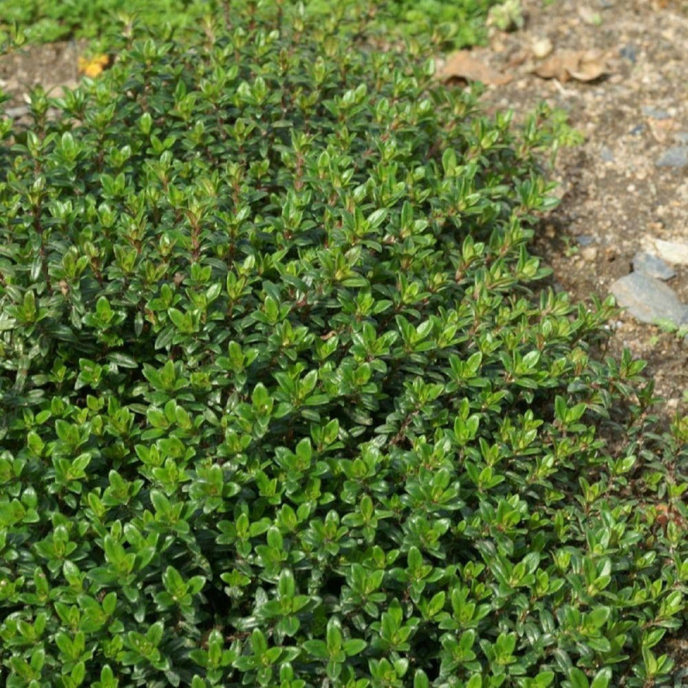  Thym Luisant Nitens/[-]godet - 5/20 Cm
