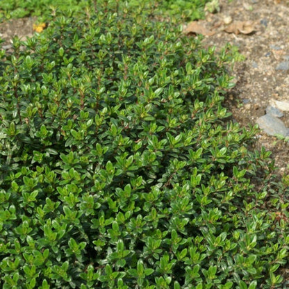  Thym Luisant Nitens/[-]godet - 5/20 Cm