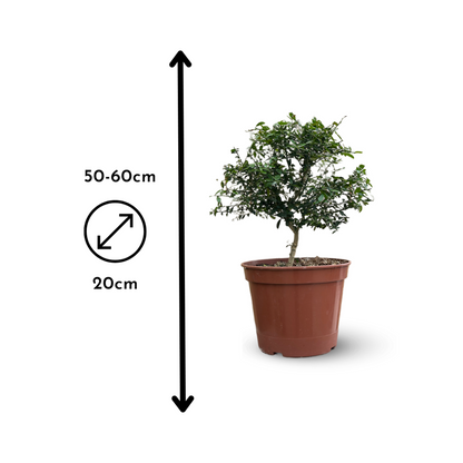  Citron Caviar Rouge - Agrume Méditerranéen - Arbre Fruitier - ↕ 50-60 Cm - ⌀ 20 Cm