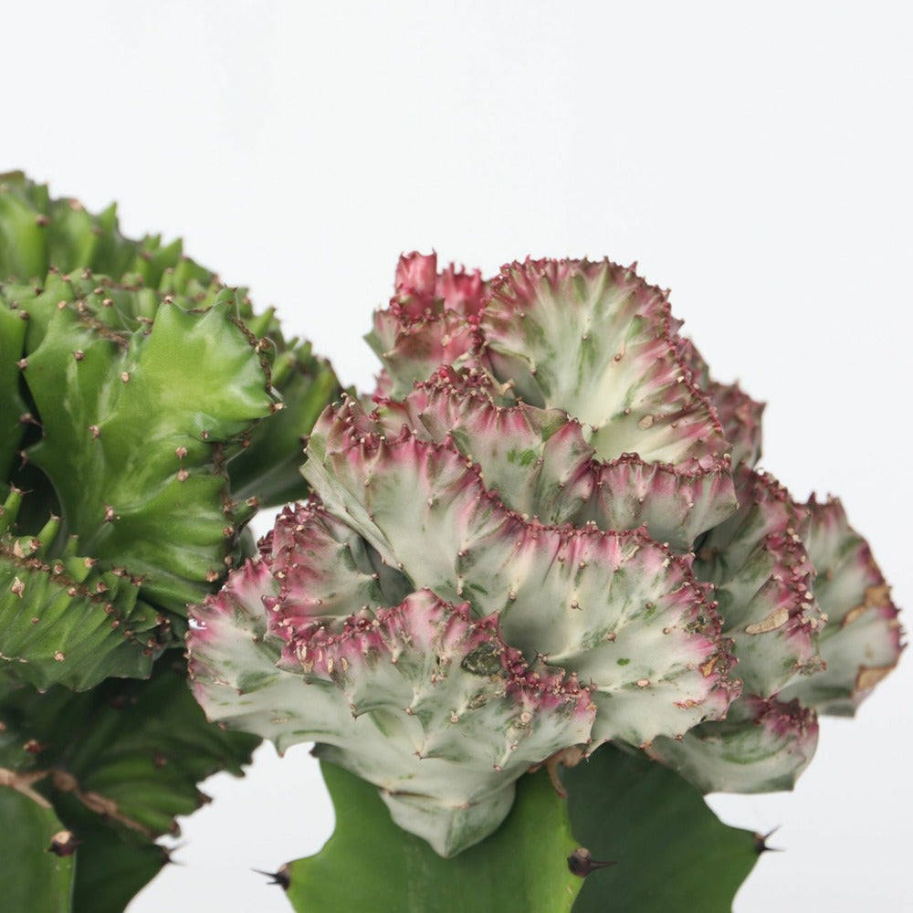  Mélange D'euphorbes - Set De 2 - Euphorbia 'lactea' - Hauteur 25-30cm - ⌀12cm