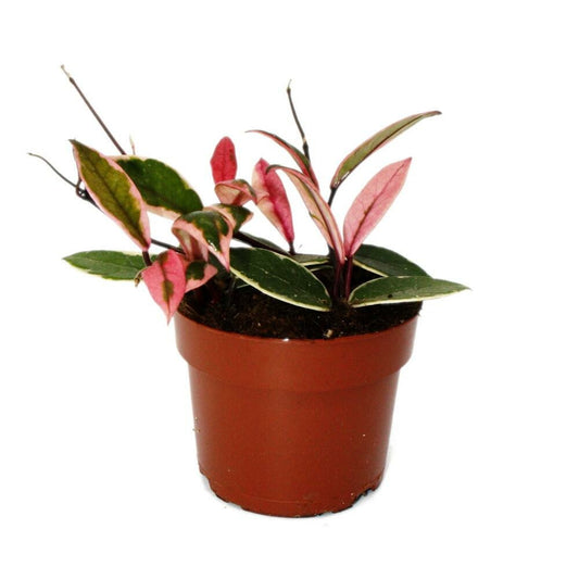  Hoya Carnosa Flamingo Dream" - Rankende Zimmerpflanze Mit Rosa Neutrieb - Porzellanblume - Wachsblume - 12cm Topf"