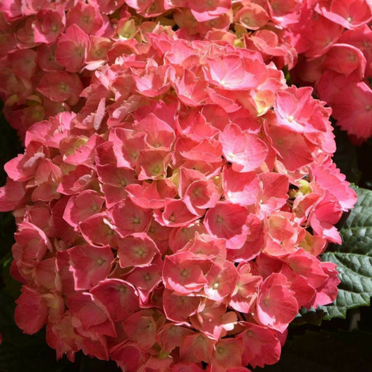  Hortensia Macrophylla Rouge/[-]pot De 7,5l - 40/60 Cm