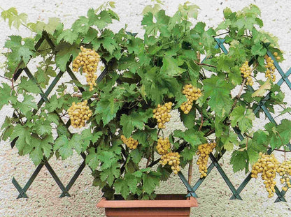  Vigne DATTIER DE ST VALLIER-résistant-Conteneur 2L-Taille 90cm-vendu à L'unité