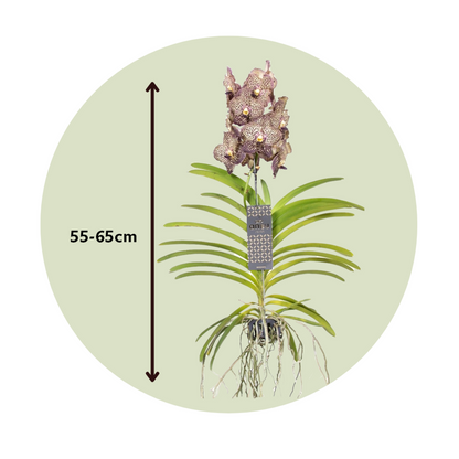 Orchidée - Vanda 'ocelot Mocha' - Hauteur 55-65cm