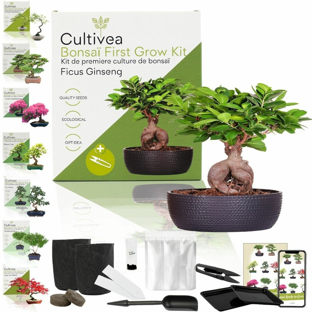  Kit First Bonsai Ficus Ginseng Avec Accesoires