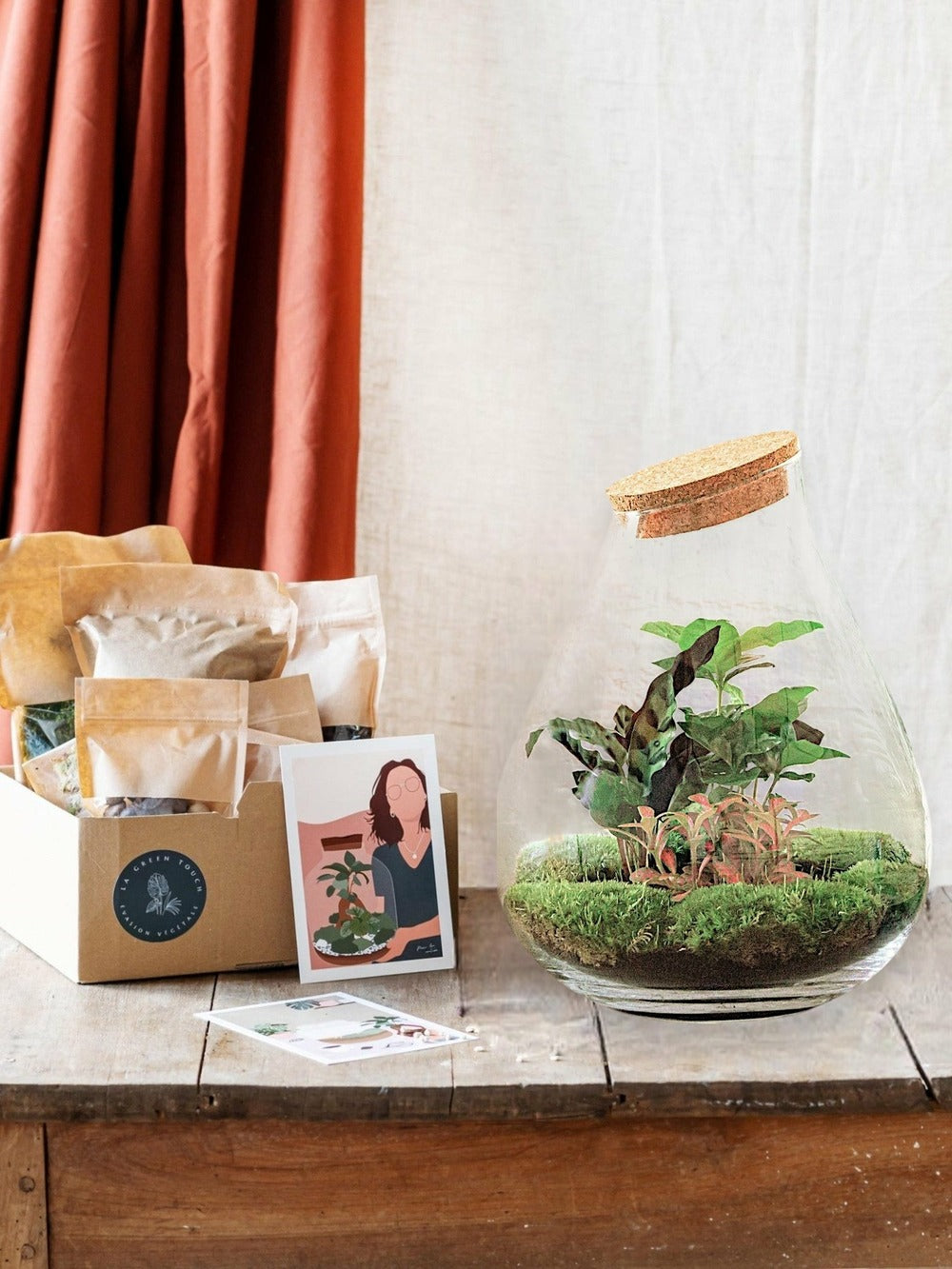  Kit Terrarium Diy - Doorn Calathéa + Caféier + Fittonia - Rateau + Pelle + Pince + Ciseaux