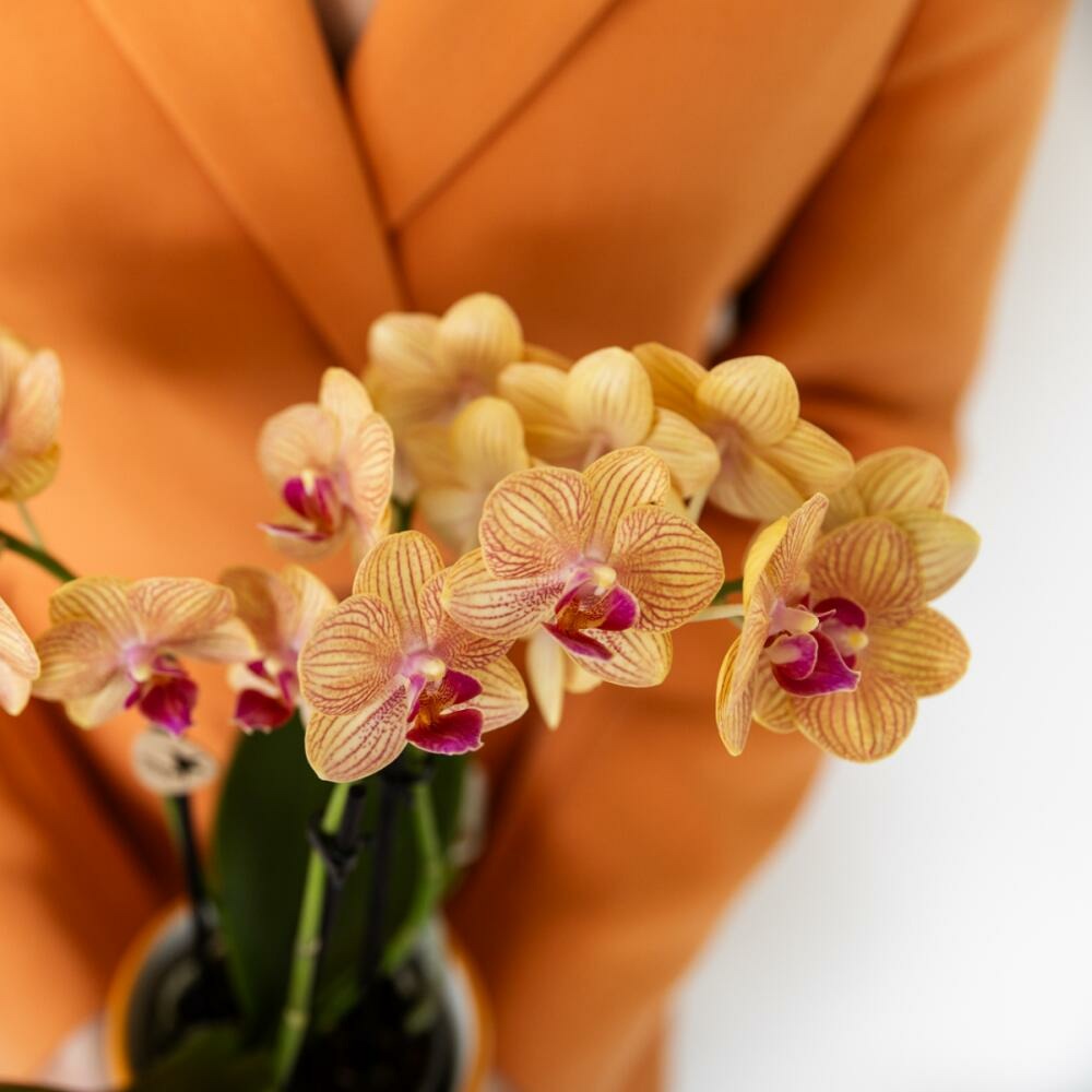 Kolibri Orchids Orchidée Phalaenopsis Orange - Bolzano + Painted Stripe Pot Orange - Taille Du Pot 9cm