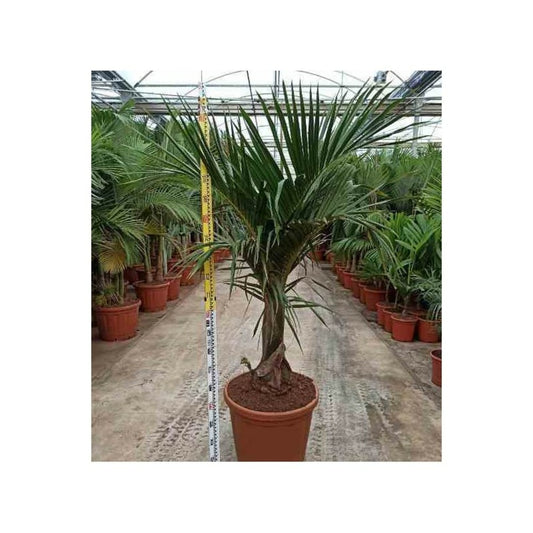  Hyophorbe Verschaffeltii ( Palmiste Marron, Palmier Bouteille) Spécimen Pot De 80l - 150/175cm