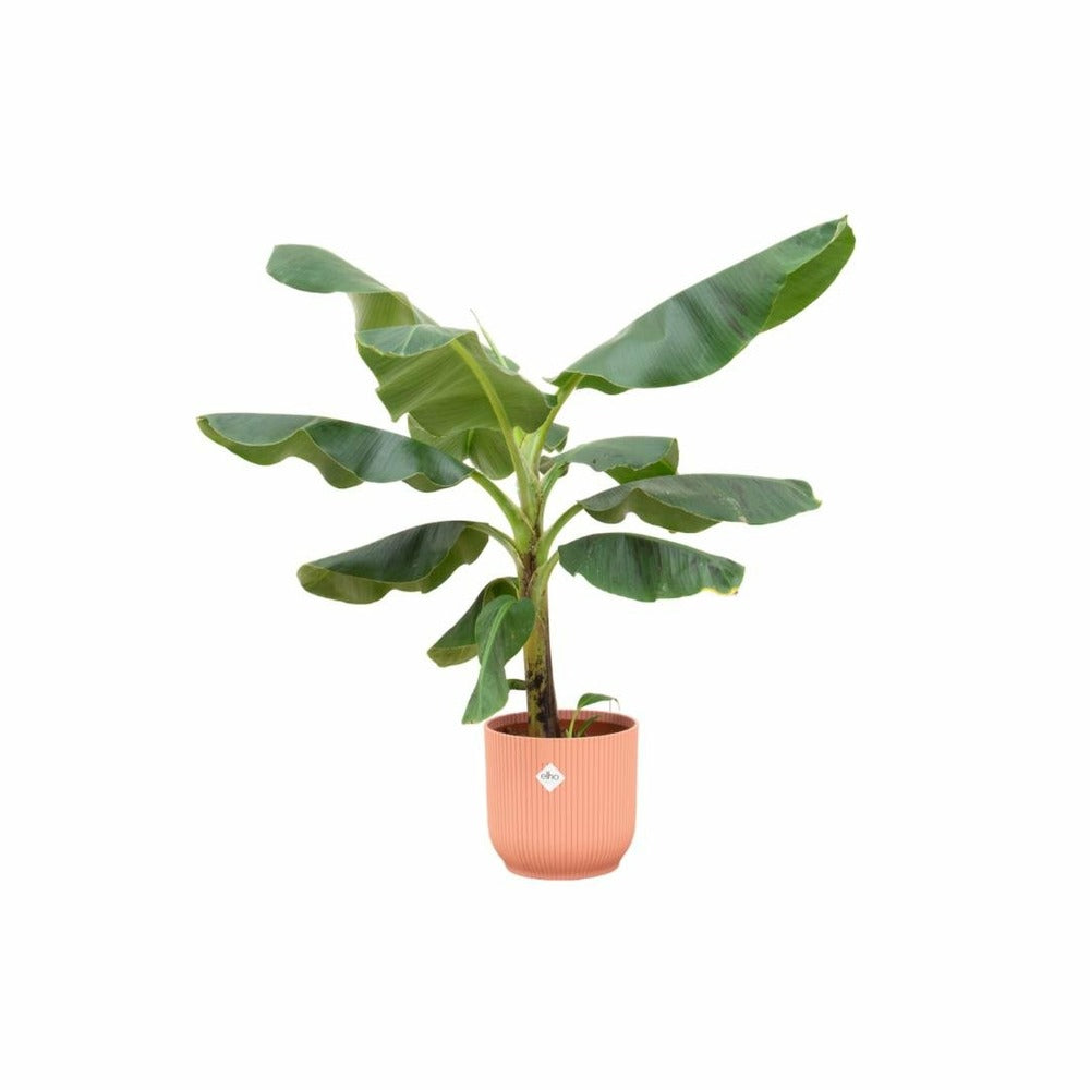 Bananier Musa 100cm Et Son Pot Rose - Hauteur 100cm