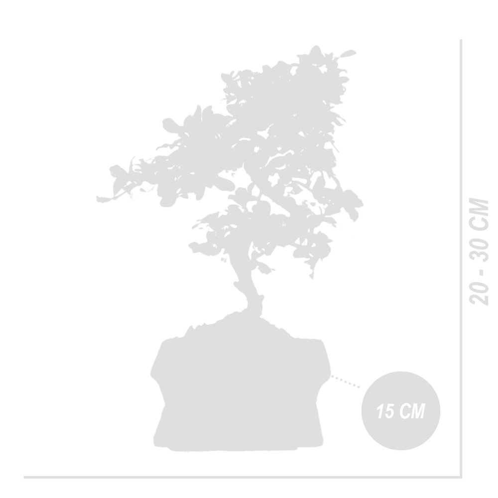  Bonsai Carmona - Forme S - Bonsaï - Plantes D'intérieur - Hauteur 20-30 Cm - 15 Cm De Large