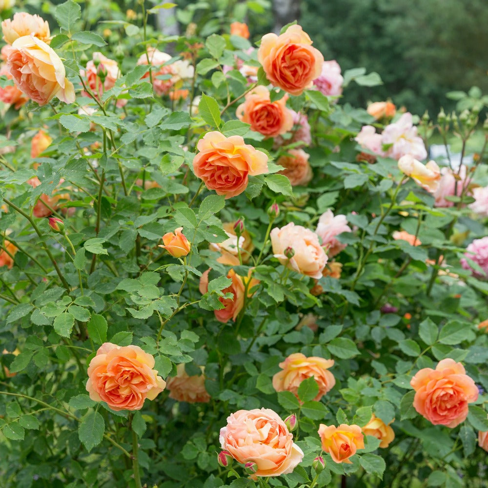  Rosier Anglais Lady Of Shalott - Le Pot / 4l / Hauteur Livrée 15-40cm