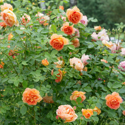  Rosier Anglais Lady Of Shalott - Le Pot / 4l / Hauteur Livrée 15-40cm