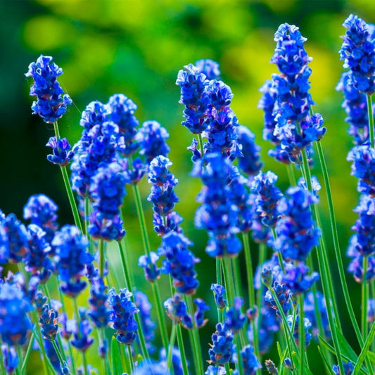  20 Lavandes 'hidcote Blue' (lanvandula 'hidcote Blue') - Haie De Lavande