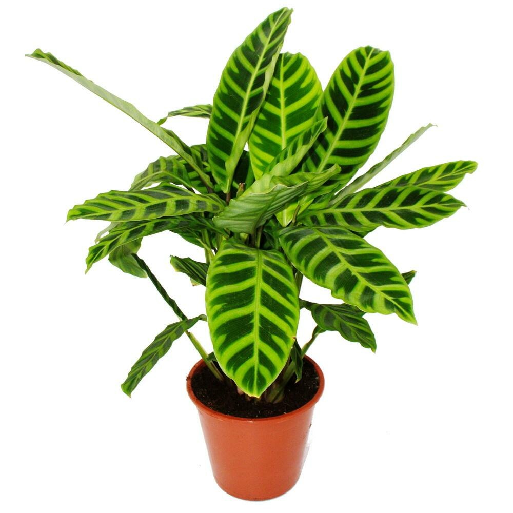  Plante D'ombre Rayée Xxl - Calathea Zebrina - Maranthe Zébrée - Pot De 19cm - Hauteur Env. 70-80cm