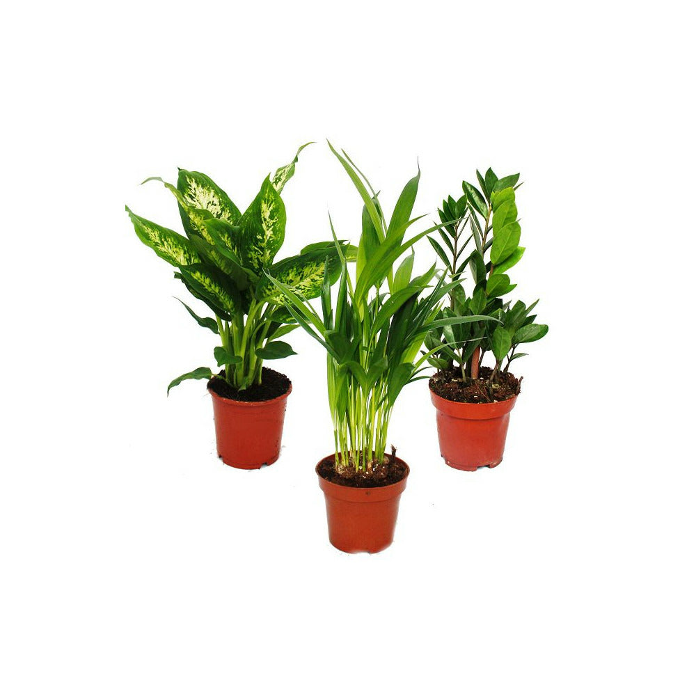  Mélange Pour Plantes D'intérieur I Set De 3, 1x Dieffenbachia, 1x Areca Palm 1x Zamio Palm (zamioculcas), 10-12cm Pot