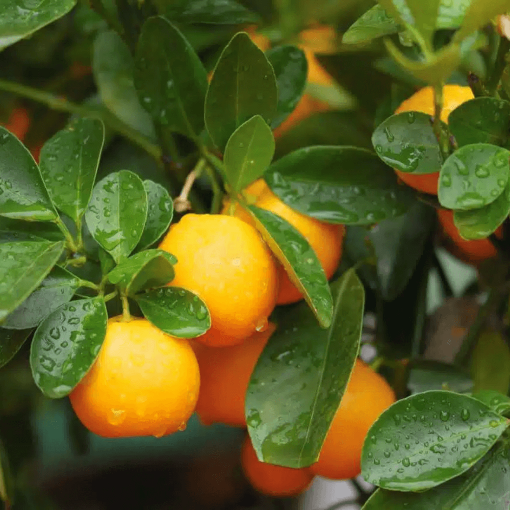  Citrus Calamondin 55cm + Pot Respirant Vert ø20cm