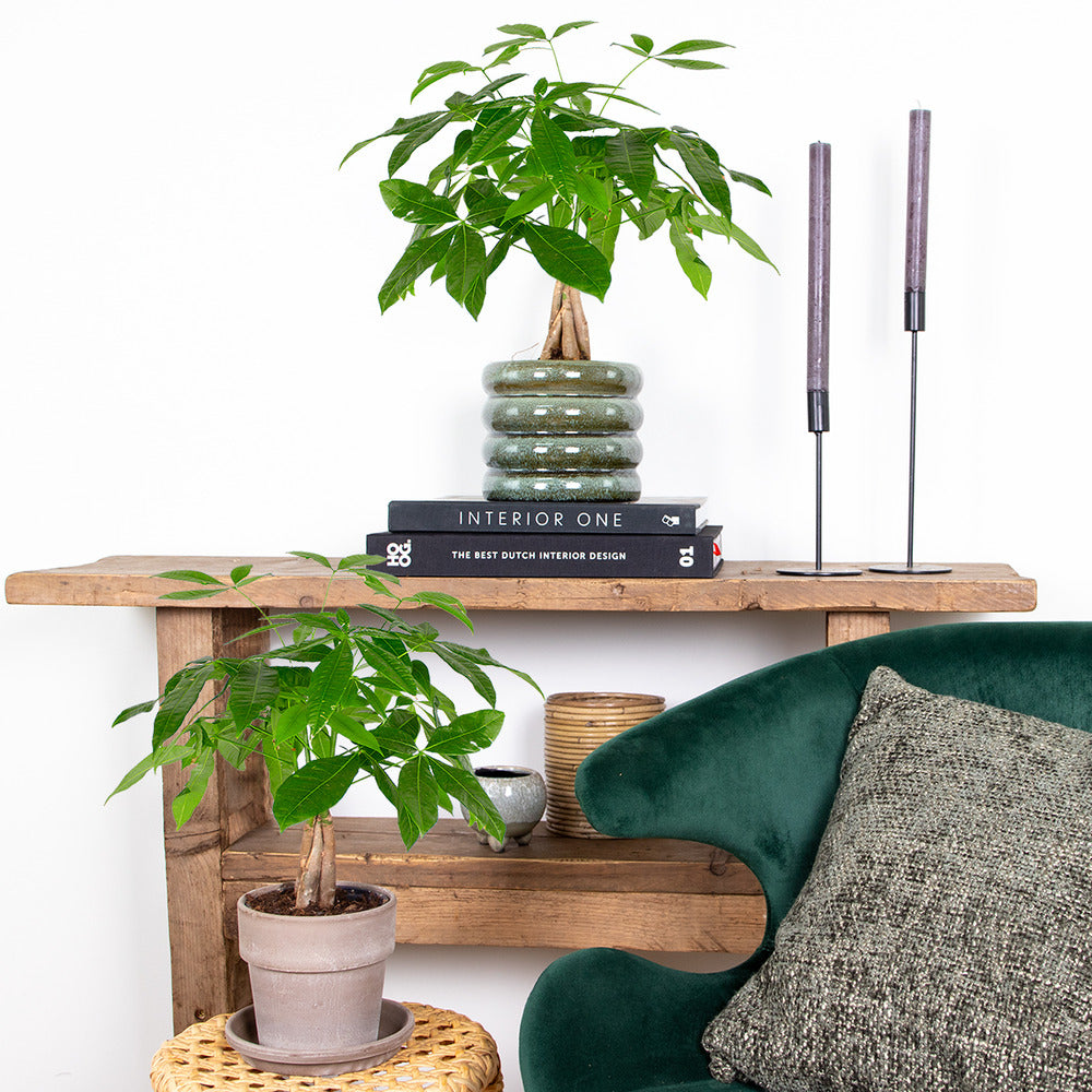  Lot De 2 - Pachira Aquatica - Arbre à Argent - Plante D’intérieur - 25-35 Cm De Haut - Pot 12 Cm