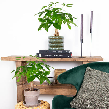  Lot De 2 - Pachira Aquatica - Arbre à Argent - Plante D’intérieur - 25-35 Cm De Haut - Pot 12 Cm