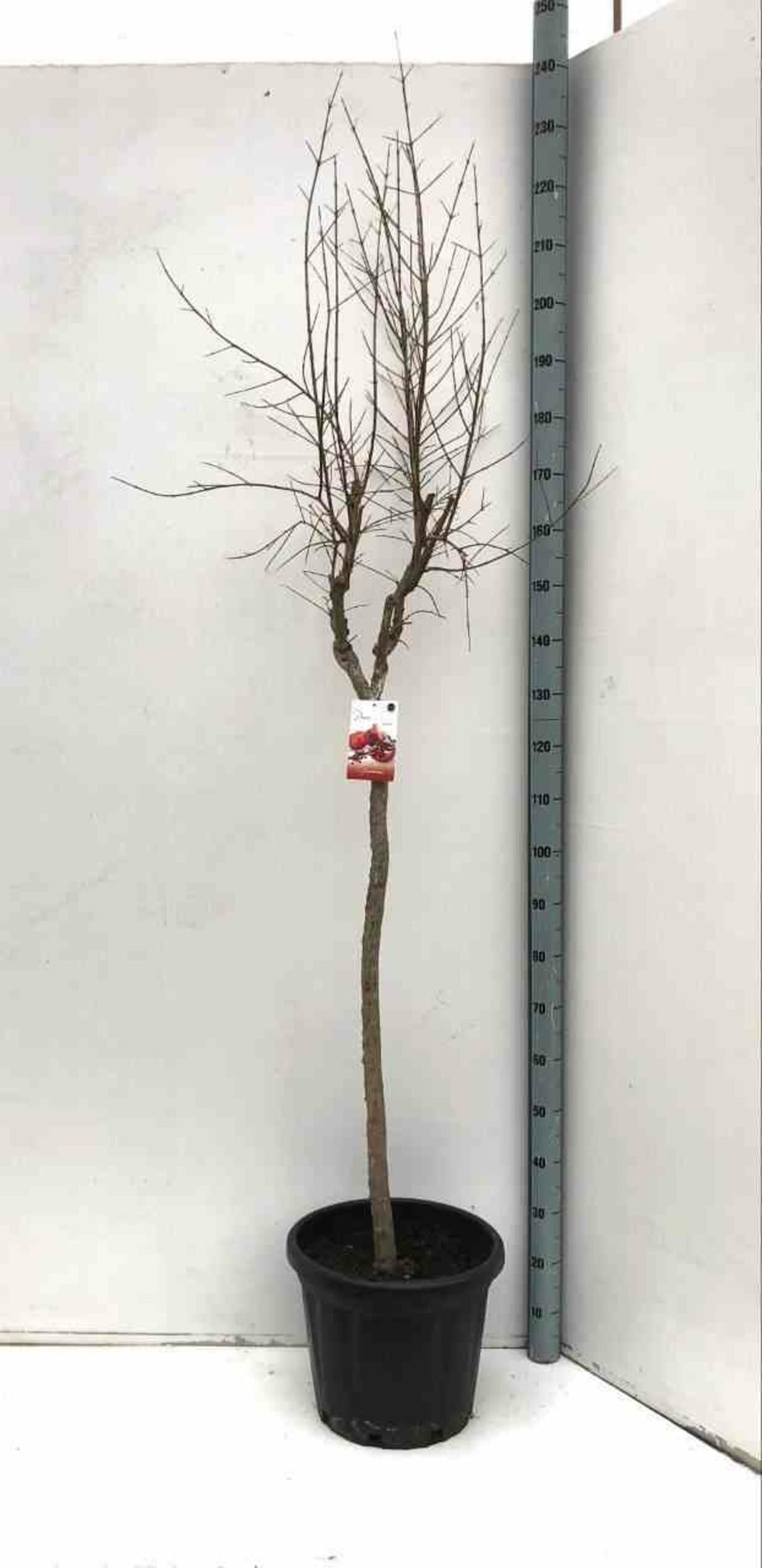  Punica Granatum Adulte (grenadier à Fruits) Pot 65l - 150/175cm - Péri 20/25