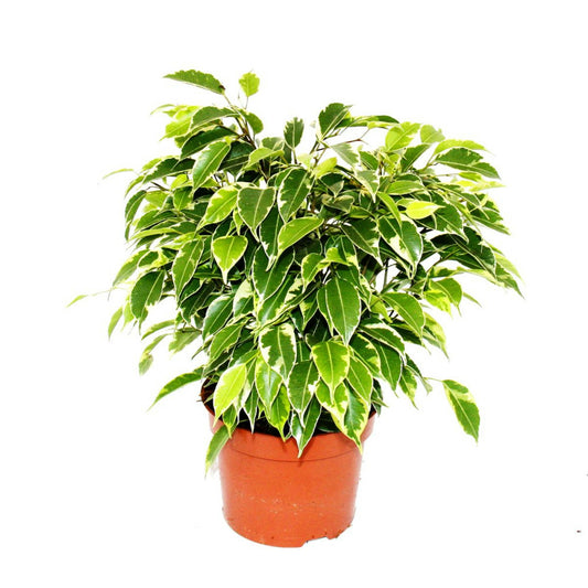  Figue Qui Pleure - Ficus "kinky" - Feuilles De Couleur Blanche - Facile D'entretien - Purificateur D'air - Pot De 12cm