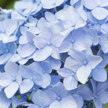  Hortensia Bleu - Le Pot / 1.3l / 3-5 Branches / Hauteur Livrée 15-20cm