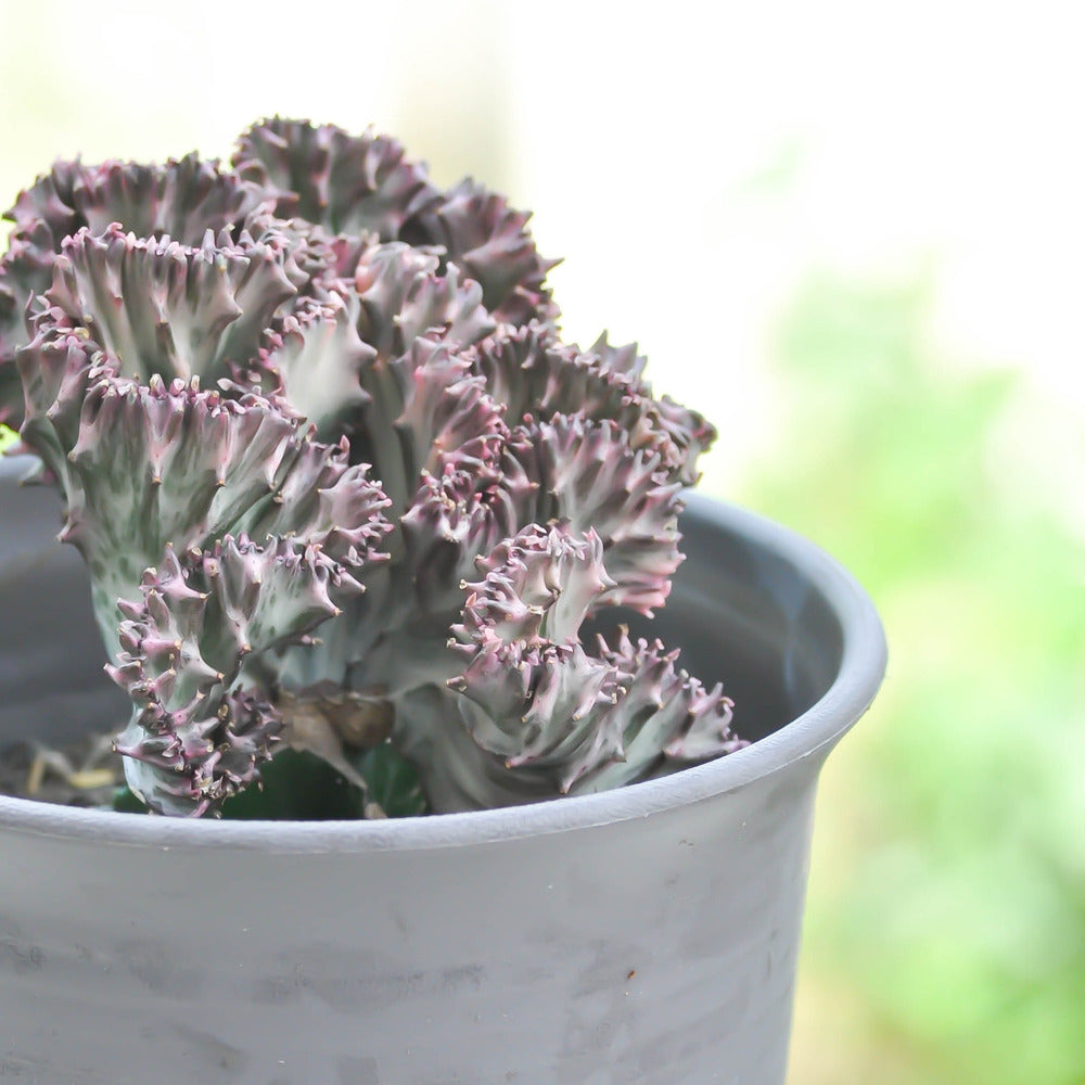  Mélange D'euphorbes - Set De 2 - Euphorbia 'lactea' - Hauteur 25-30cm - ⌀12cm