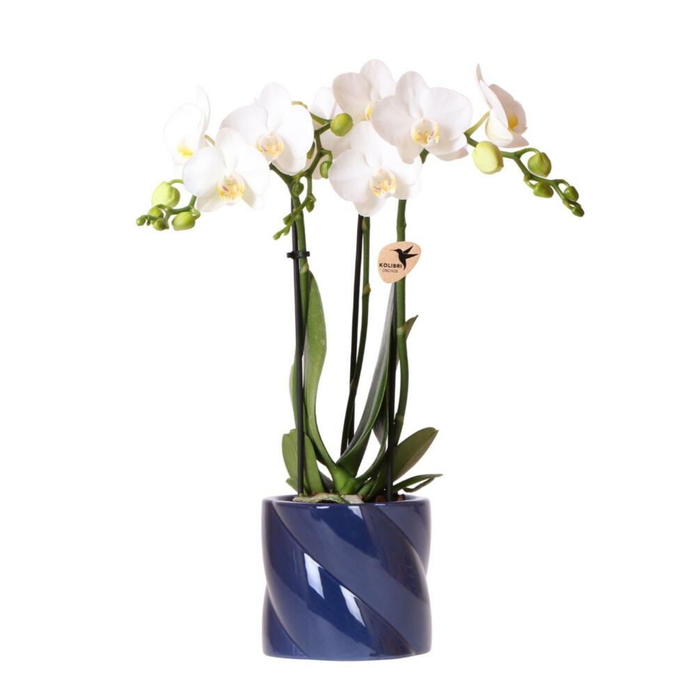  Kolibri Orchids Orchidée Blanche Amabilis + Cache-pot Candy Bleu - Taille De Pot 9cm