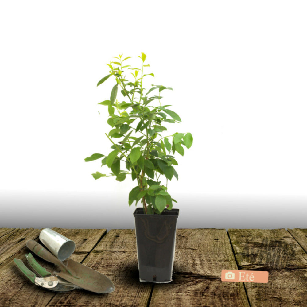  Myrtille Patriot/[-]pot De 5l - 40/80 Cm