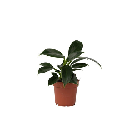  Plante Verte - Philodendron 'green Princess' - Hauteur 20-30cm - ⌀12cm