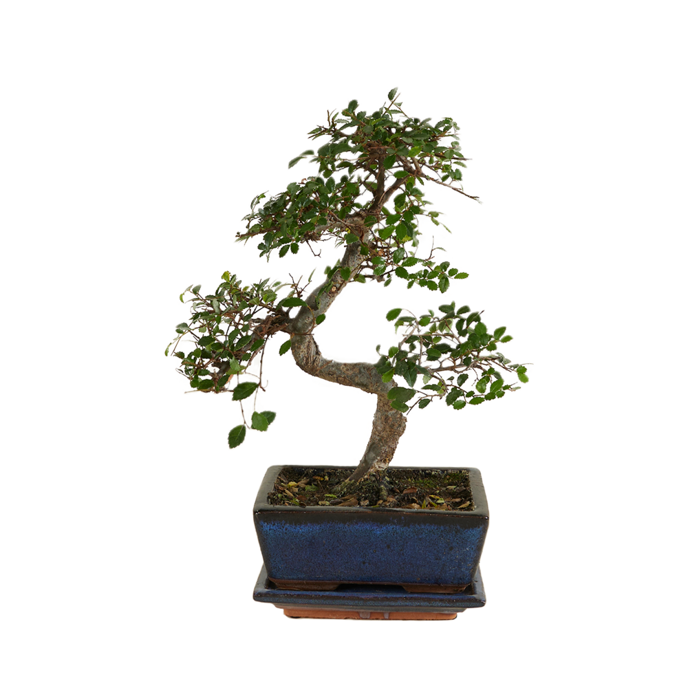  Bonsaï Zelkova - Forme En S - Bonsaï - Plantes D'intérieur - Hauteur 20-30 Cm - 15 Cm De Large