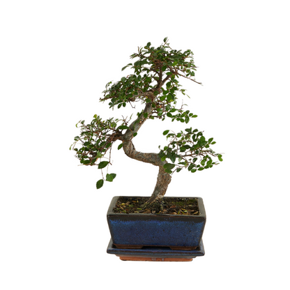 Bonsaï Zelkova - Forme En S - Bonsaï - Plantes D'intérieur - Hauteur 20-30 Cm - 15 Cm De Large