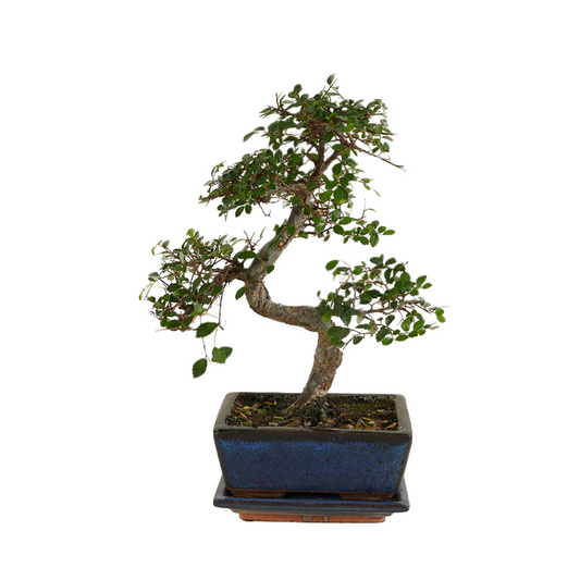  Bonsaï Zelkova - Forme En S - Bonsaï - Plantes D'intérieur - Hauteur 20-30 Cm - 15 Cm De Large